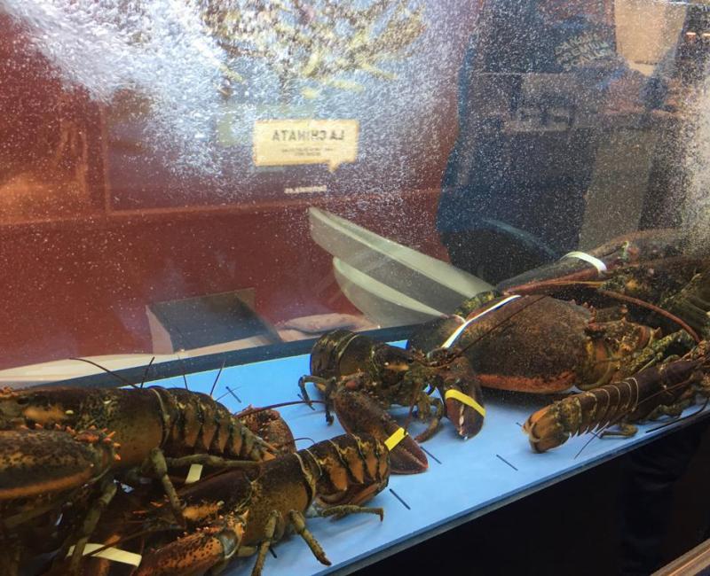 Vivero_Brandina_1 - Acuarios y Viveros de marisco Tecnomar